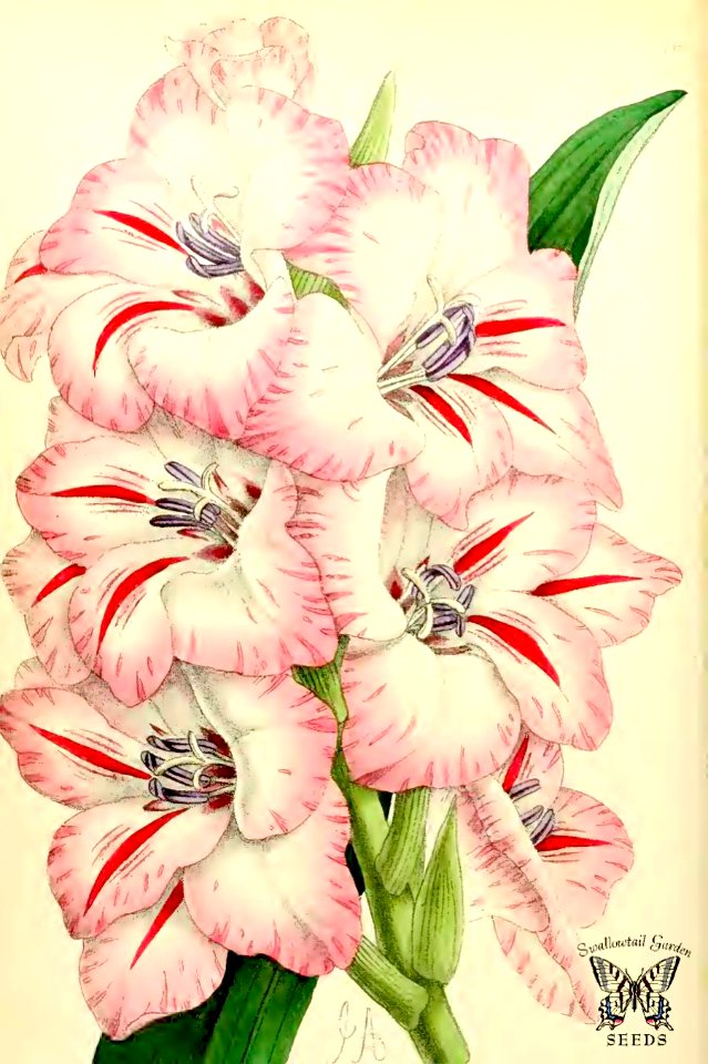 Gladiolus 'Julia' (Kelway's). The Floral Magazine v.7 1868