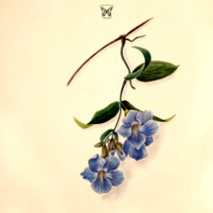 Blue Trumpet Vine, Laurel Clock Vine (Thunbergia laurifolia) Norton, E.H., Brazilian flowers, drawn from nature in the years 1880-1882 in the neighbourhood of Rio de Janeiro, t. 23 (1893)