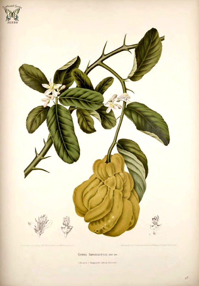 Citron. Citrus medica [as Citrus sarcodactylus]   Fleurs, fruits et feuillages choisis de l'ille de Java -peints d'après nature par Berthe Hoola van Nooten (1880)