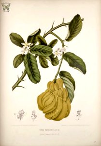 Citron. Citrus medica [as Citrus sarcodactylus]   Fleurs, fruits et feuillages choisis de l'ille de Java -peints d'après nature par Berthe Hoola van Nooten (1880)