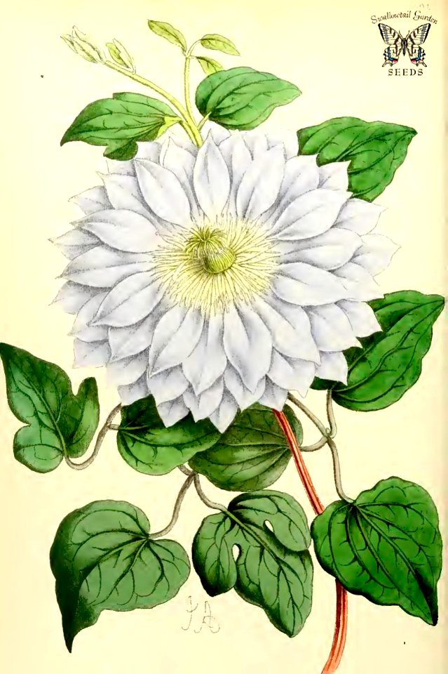 Clematis 'John Gould Veitch'. The Floral Magazine vol. 7 1868