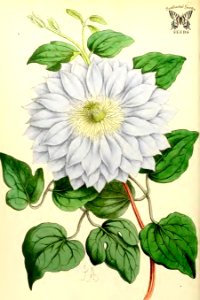 Clematis 'John Gould Veitch'. The Floral Magazine vol. 7 1868. Free illustration for personal and commercial use.