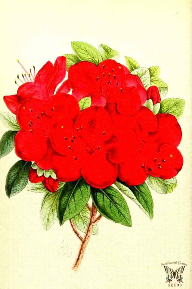 Azalea 'Sir Robert Napier'. Rhododendron hybrid. The Floral Magazine v.7 1868