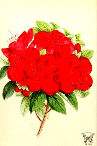 Azalea 'Sir Robert Napier'. Rhododendron hybrid. The Floral Magazine v.7 1868