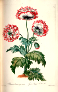 Garden Poppy with black seeds - by John Edwards (1769)