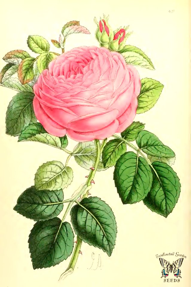 Bourbon Rose, Mademoiselle Marie Larpin. The Floral Magazine vol.7 (1868)