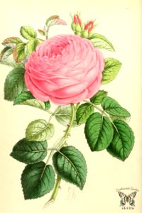 Bourbon Rose, Mademoiselle Marie Larpin. The Floral Magazine vol.7 (1868). Free illustration for personal and commercial use.