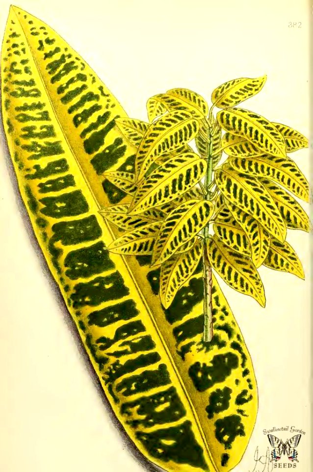 Croton maximus. The Floral Magazine vol.7 (1868)
