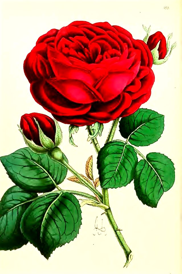 Hybrid Perpetual Rose 'Duke of Edinburgh'