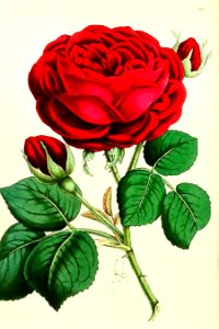 Hybrid Perpetual Rose 'Duke of Edinburgh'