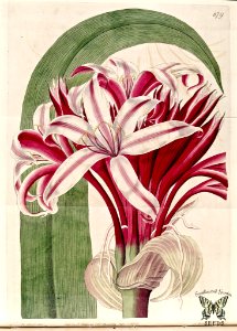 Mauritius Crinum (Crinum amabile). The Botanical Register vol.8 t. 679 (1822)