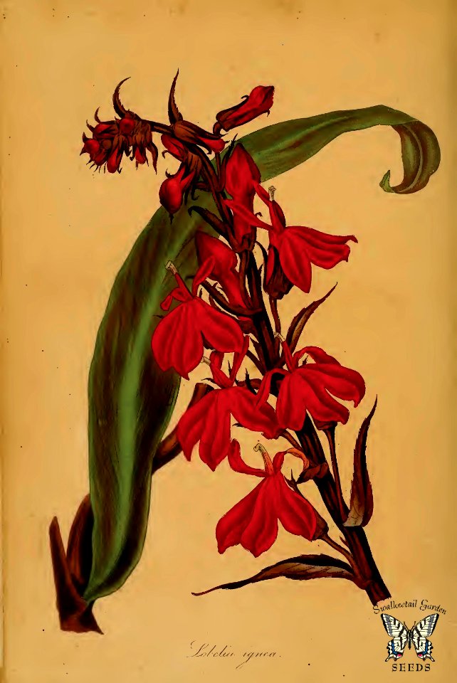 Cardinal Flower