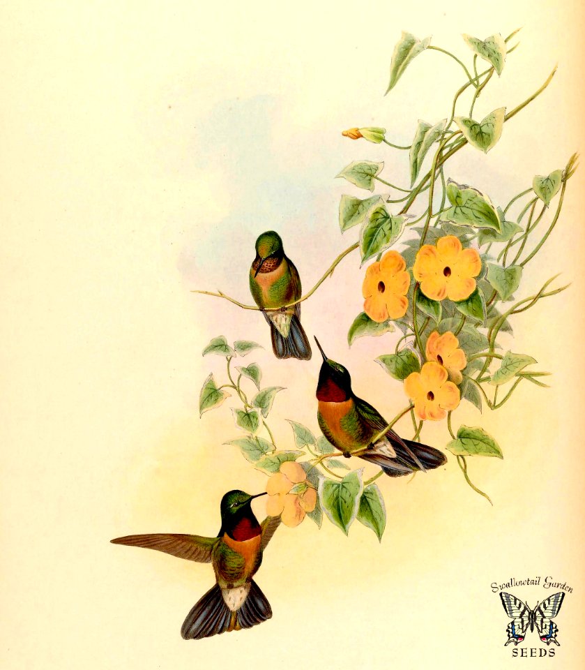 Amethyst-throated Sunangel and Black-eyed Susan vine (1861)