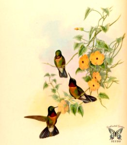 Amethyst-throated Sunangel and Black-eyed Susan vine (1861)