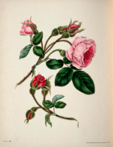 Moss Rose (1839). Free illustration for personal and commercial use.