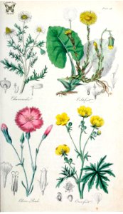 Chamomile (Chamaemelum nobile), Coltsfoot (Tussilago farfara), Clove Pink, Gilliflower (Dianthus caryophyllus), and Crowfoot (Ranunculus acris) [1838]. Free illustration for personal and commercial use.