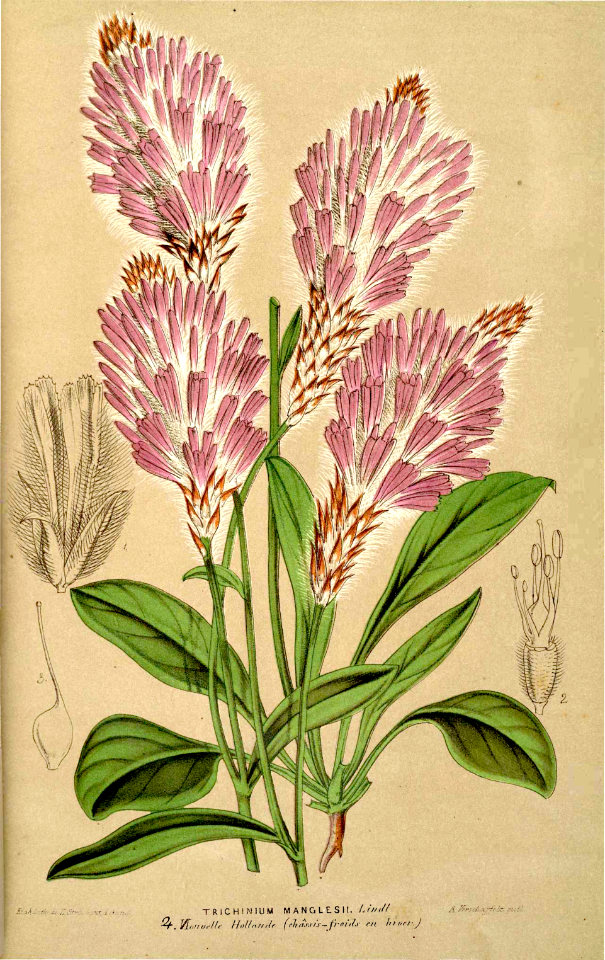 Trichinium manglessi (1866)