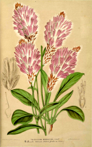 Trichinium manglessi (1866)
