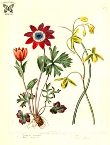 Star Anemone (Anemone hortensis), and Lesser Albuca (Albuca canadensis, as A. minor) The new botanic garden (1806)