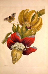Dwarf banana flower (1714). Free illustration for personal and commercial use.