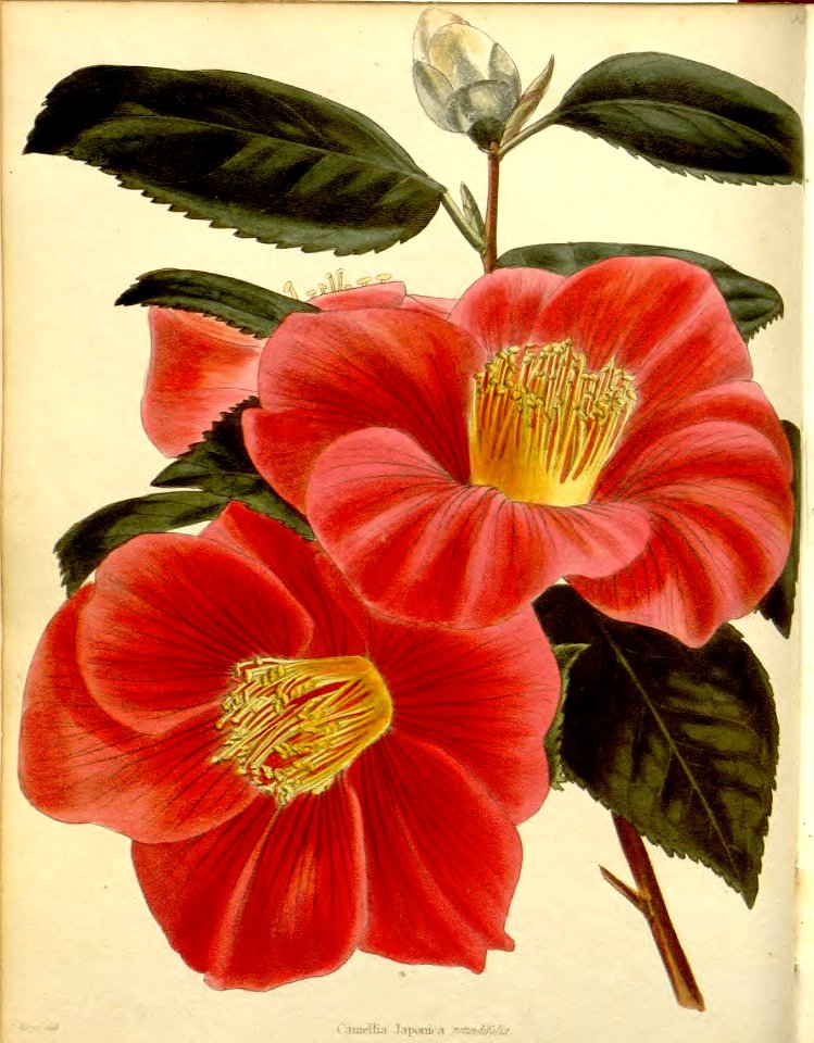 Camellia japonica var. rotundifolia
