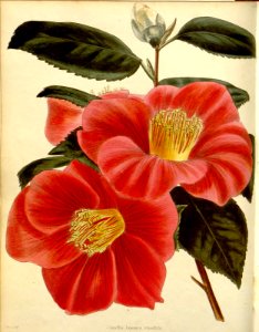 Camellia japonica var. rotundifolia. Free illustration for personal and commercial use.