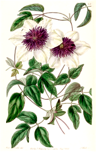 Clematis florida var. bicolor. Free illustration for personal and commercial use.