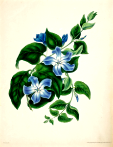 blue periwinkle. Free illustration for personal and commercial use.