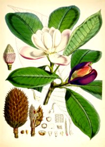 Magnolia hodgsonii. Free illustration for personal and commercial use.