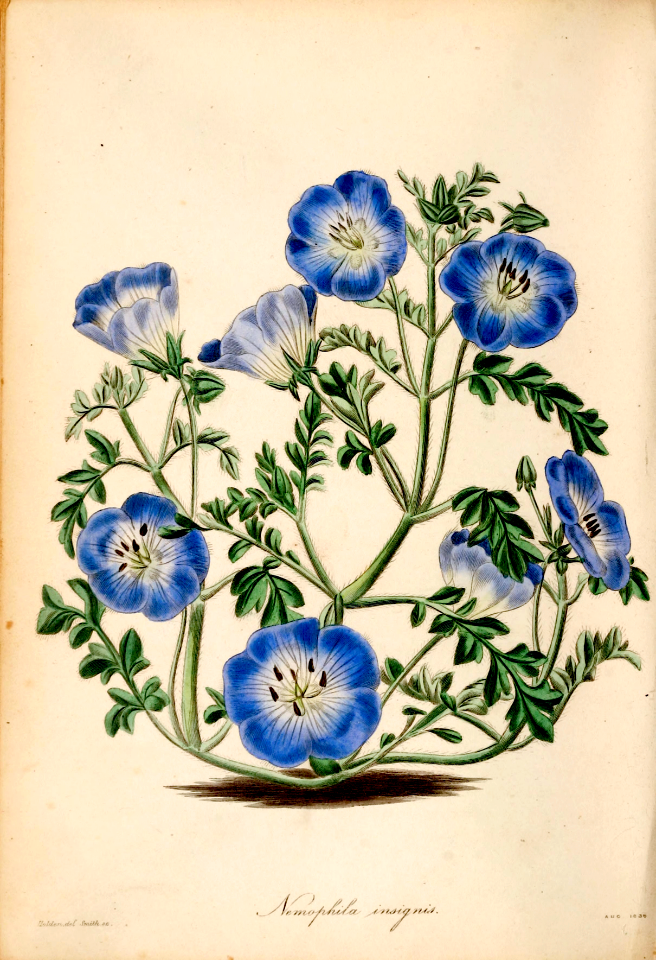 Baby Blue Eyes (1839)