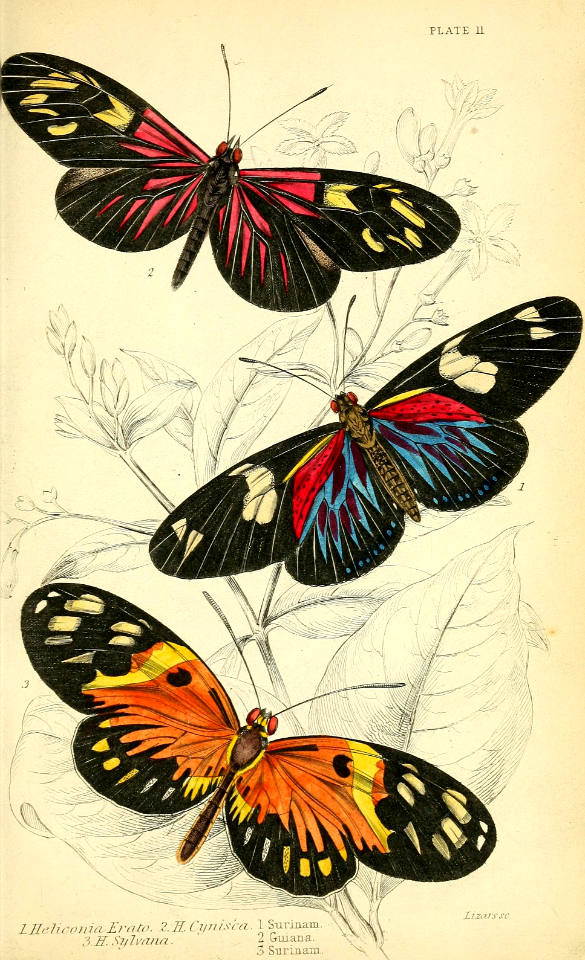 Red postman, numata longwing, and crimson-patched longwing butterflies (1858)