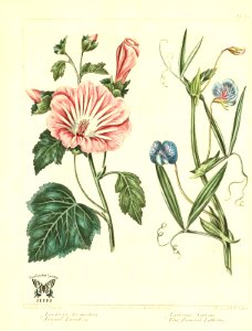 Annual Lavatera  and Blue flowered Lathyrus.
