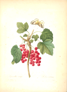 Red currant. Ribes rubrum. Choix des plus belles fleurs: et des plus beaux fruits par P.J. Redouté, t. 3, (1833). Free illustration for personal and commercial use.