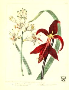 Savory Anthericum and Jacobean amaryllis (1806)