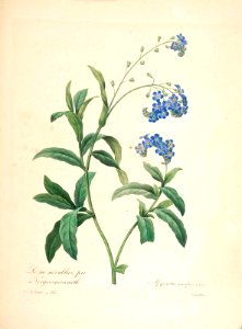 Water forget-me-not (1833). Free illustration for personal and commercial use.