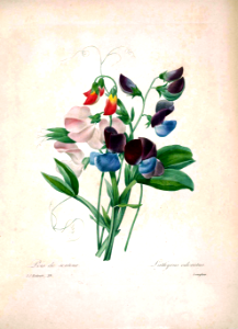 Sweet pea flowers (1833). Free illustration for personal and commercial use.