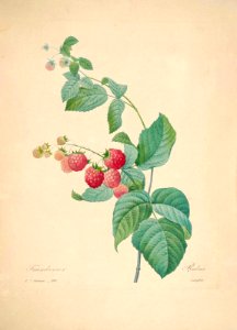 Raspberry by P.J. Redouté (1833). Free illustration for personal and commercial use.