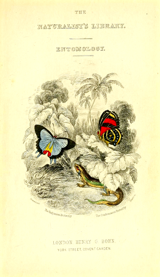 The Endyminion butterfly and the Condomanus butterfly (1858)