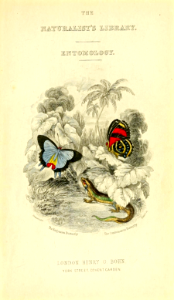 The Endyminion butterfly and the Condomanus butterfly (1858)