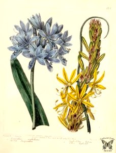 African Agapanthus and Yellow Asphodel