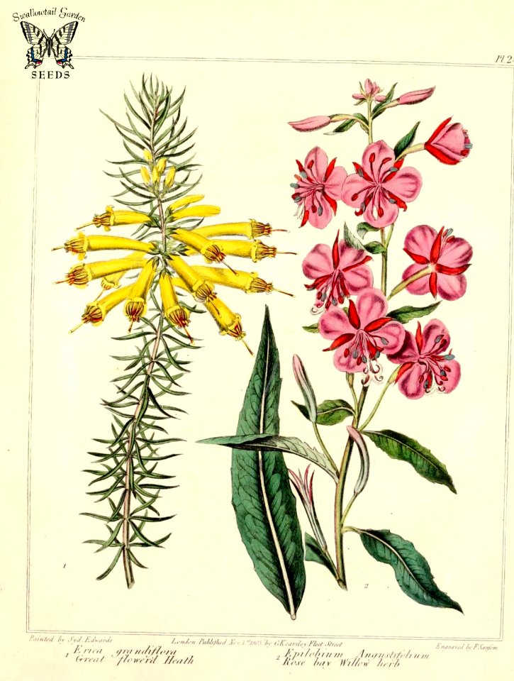Great-flowered Heath and Rosebay Willowherb.