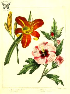 Town Lily (Hemerocallis fulva) and rose of Sharon (Hibiscus syriacus) 1812. Free illustration for personal and commercial use.