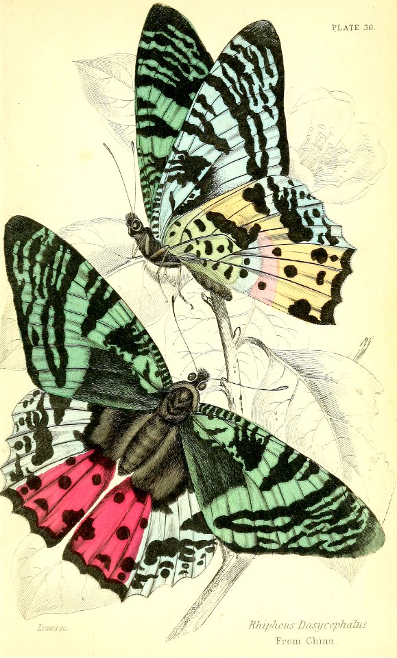 Madagascar sunset moth, aka Round-winged Emerald butterfly.