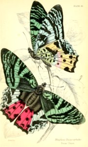 Madagascar sunset moth, aka Round-winged Emerald butterfly.