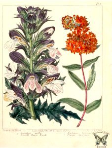 Bear's Breeches and Butterfly Weed (1806). Free illustration for personal and commercial use.