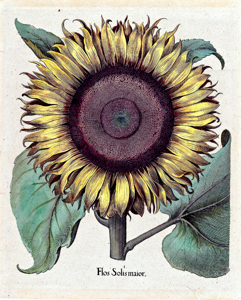 Sunflower (1640). Free illustration for personal and commercial use.