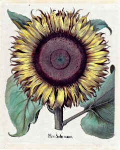 Sunflower (1640). Free illustration for personal and commercial use.