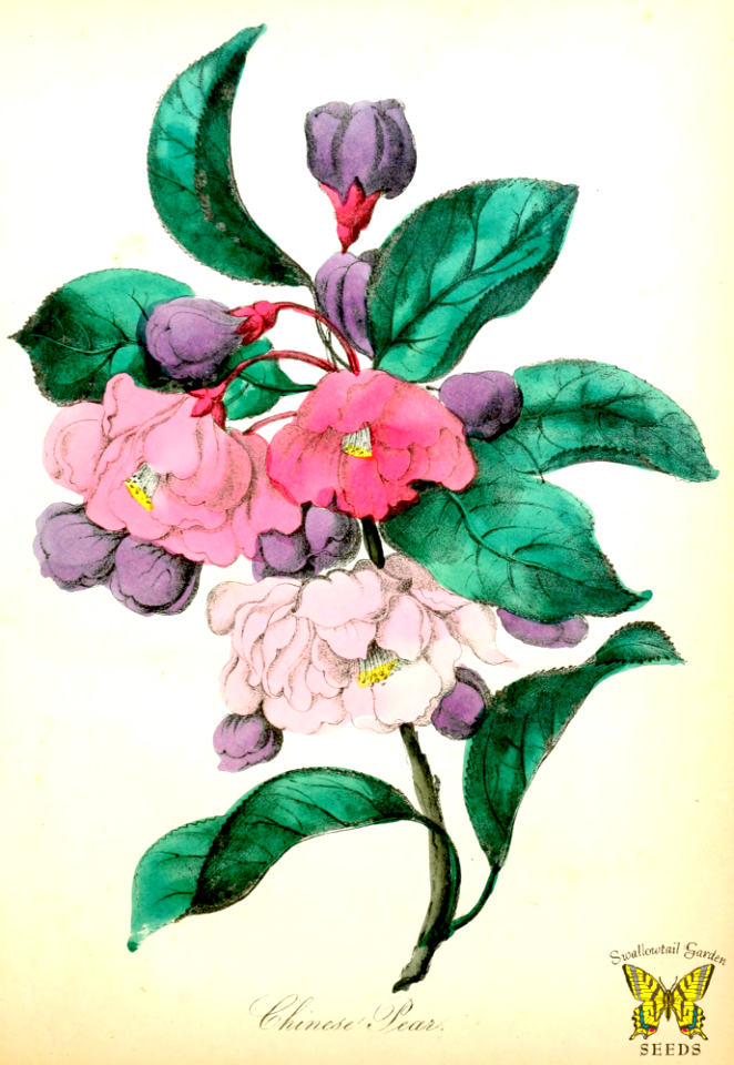 Chinese flowering crab-apple
