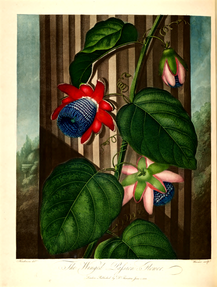 Winged passion flower (1802)