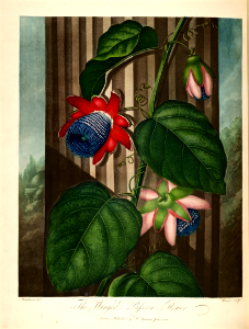 Winged passion flower (1802). Free illustration for personal and commercial use.
